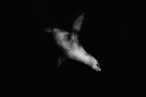 united states sealion in grayscale photo san diego